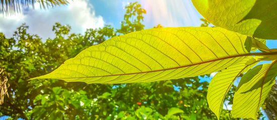 Facts About Kratom – What is Kratom and Why Use It? - Vita Lize